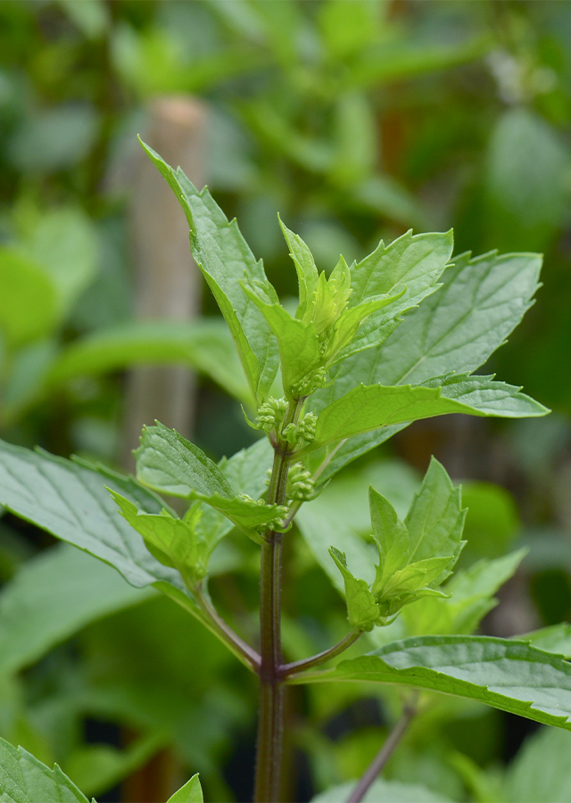 Ramuan Peppermint
