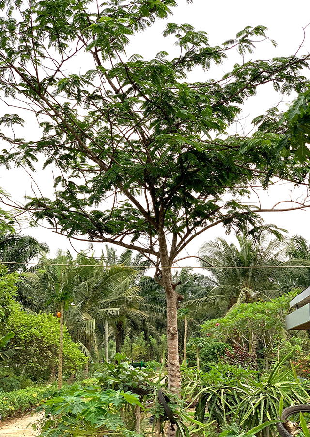 Kandungan Petai
