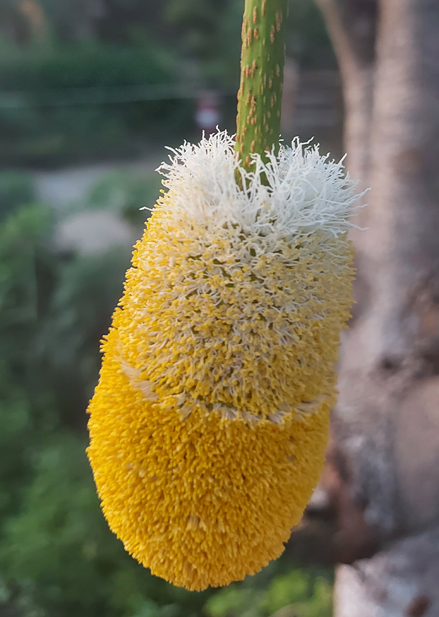 Kandungan Petai