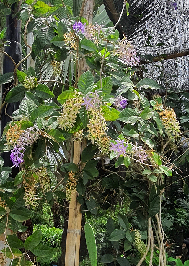 Kandungan Petrea