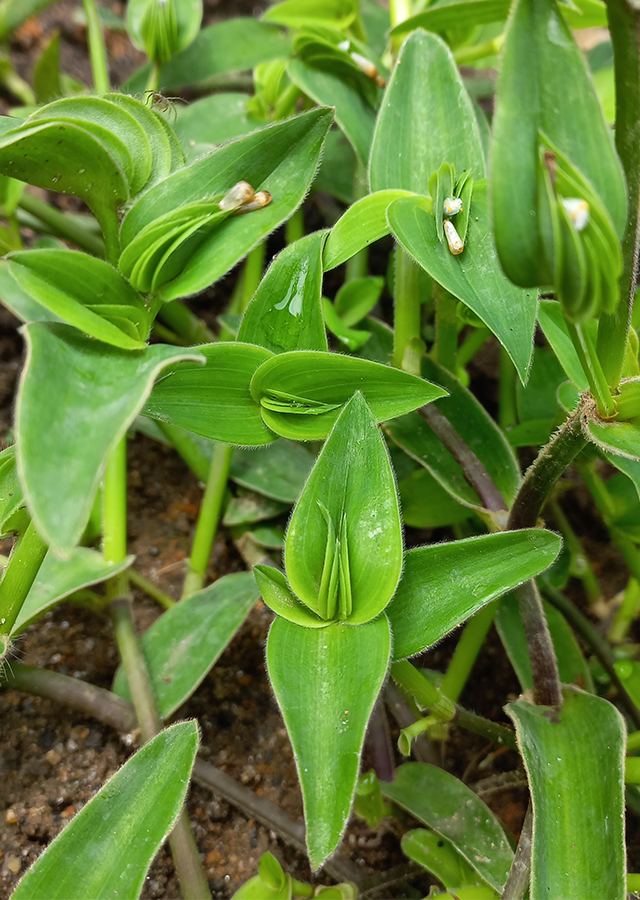 Ramuan Petungan