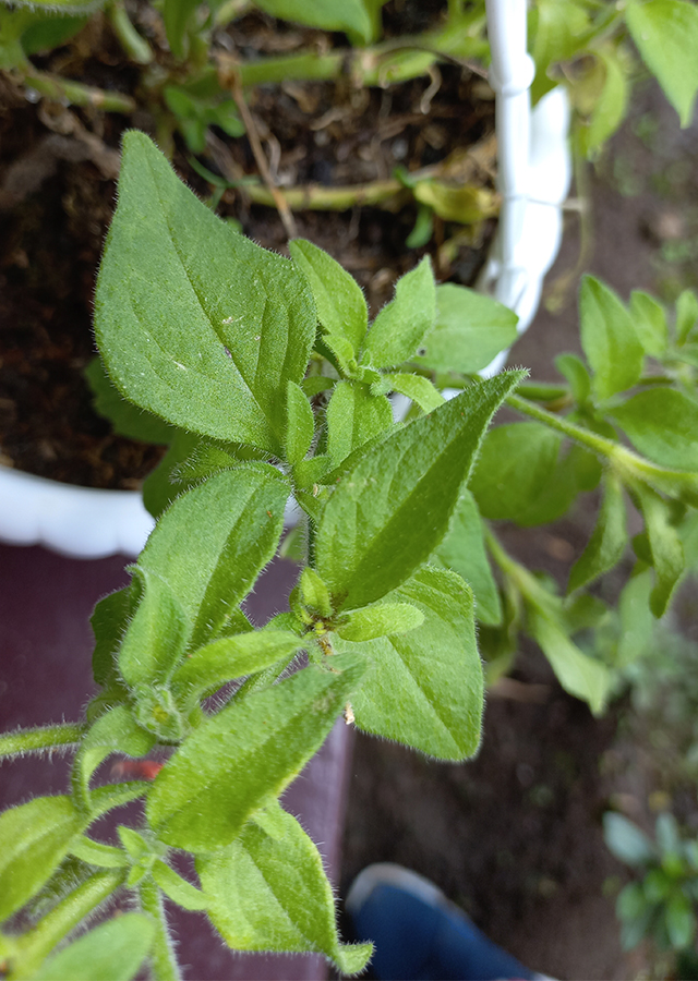 Ramuan Petunia