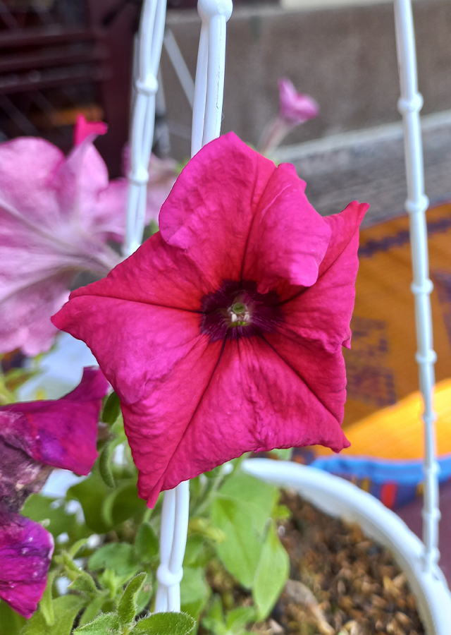 Kandungan Petunia