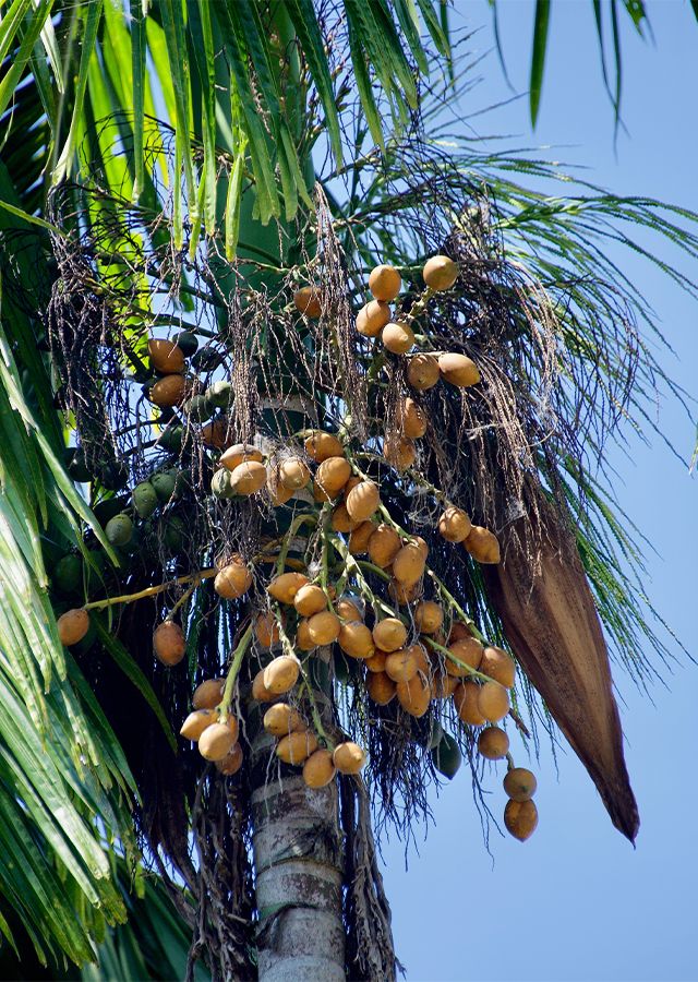 Kandungan Pinang