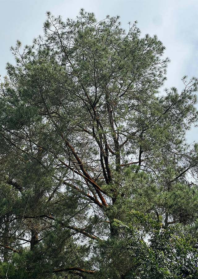 Kandungan Pinus