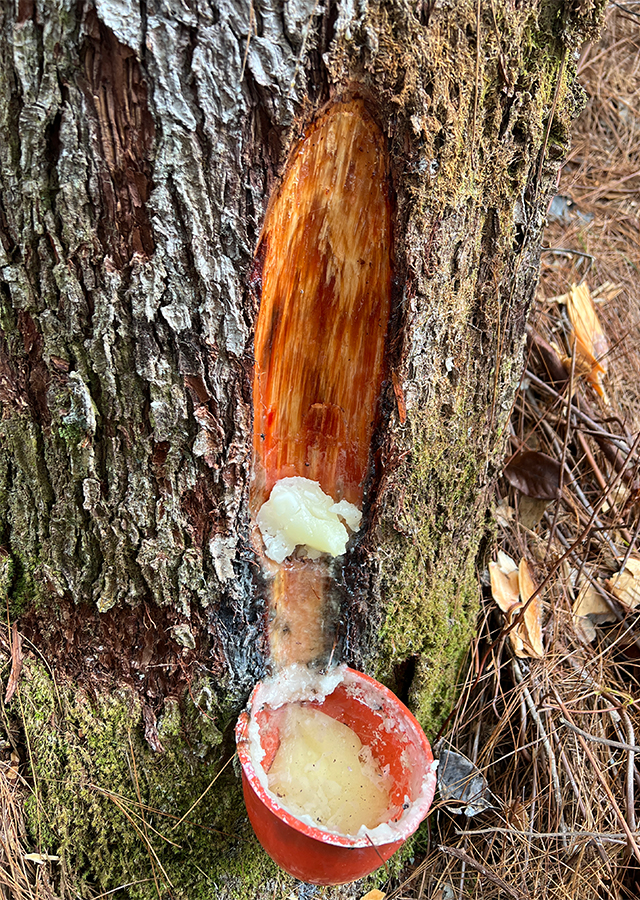 Ramuan Pinus