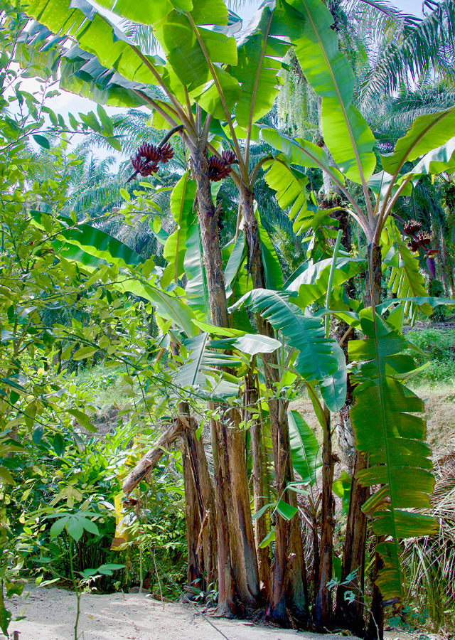 Kandungan Pisang Merah