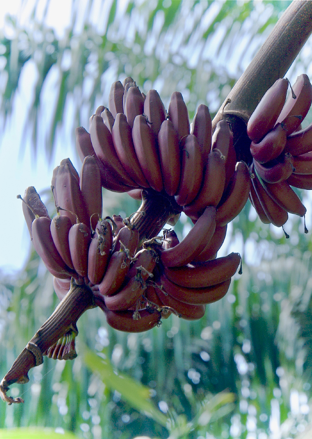 Kandungan Pisang Merah