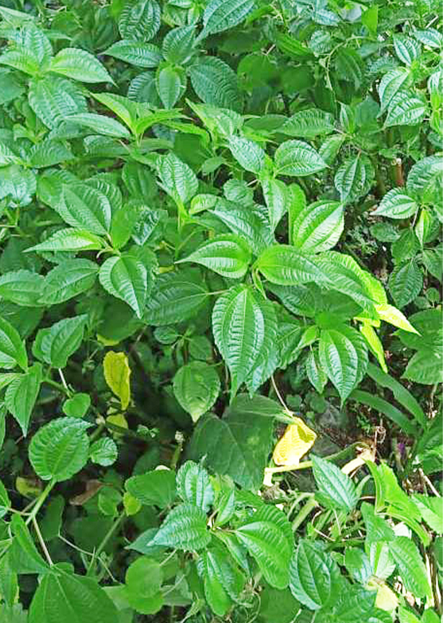 Ramuan Poh-pohan