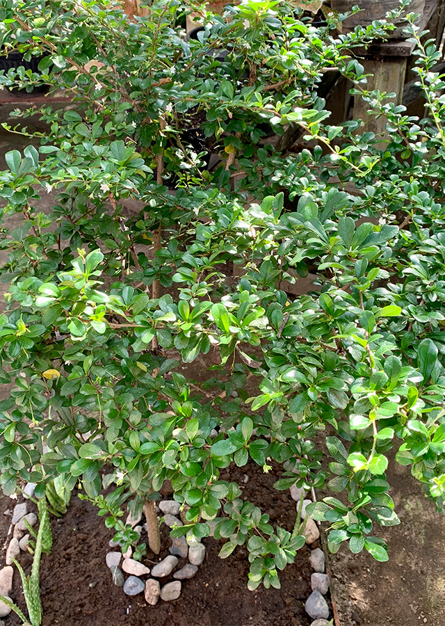 Kandungan Pohon Hokianti