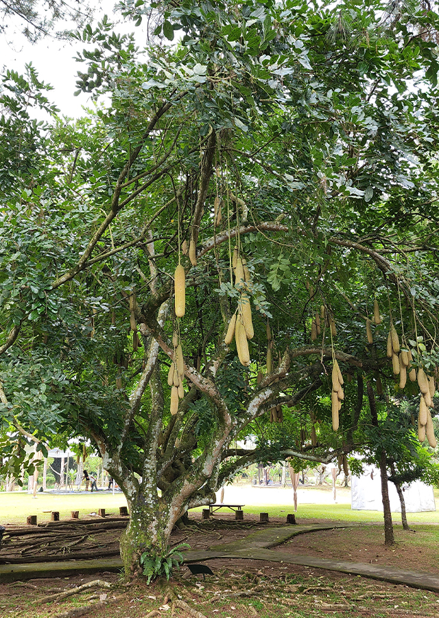 Kandungan Pohon Sosis