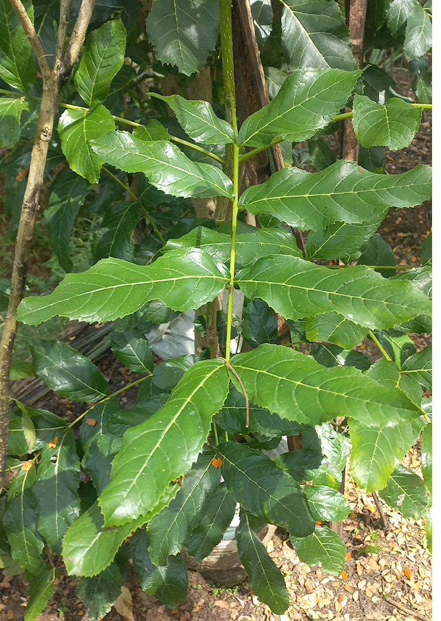 Ramuan Pohon Sosis