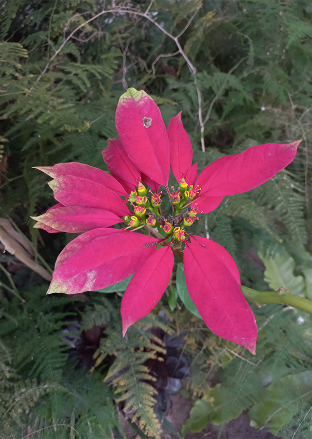 Kandungan Poinsettia