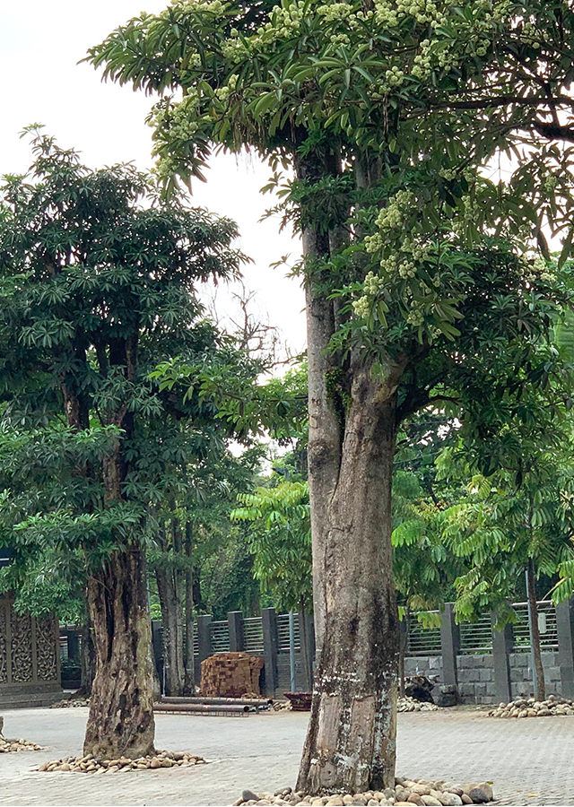 Kandungan Pulai