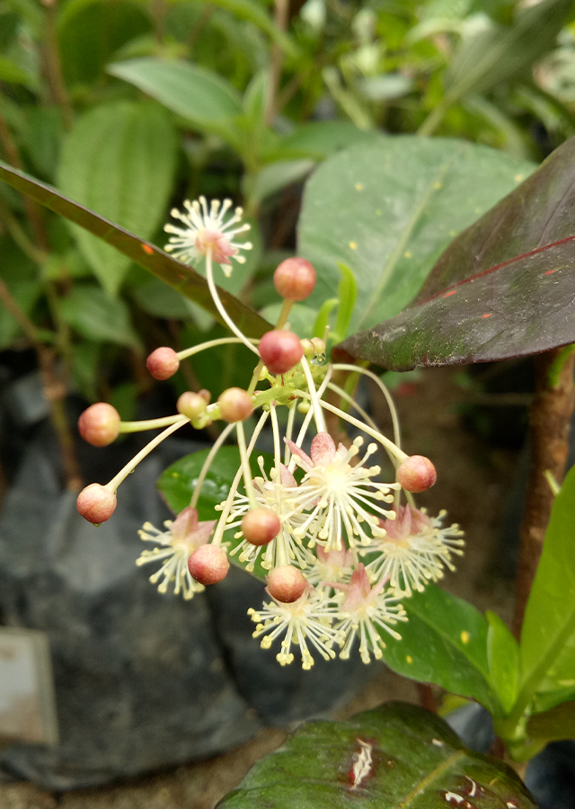 Ramuan Puring Api