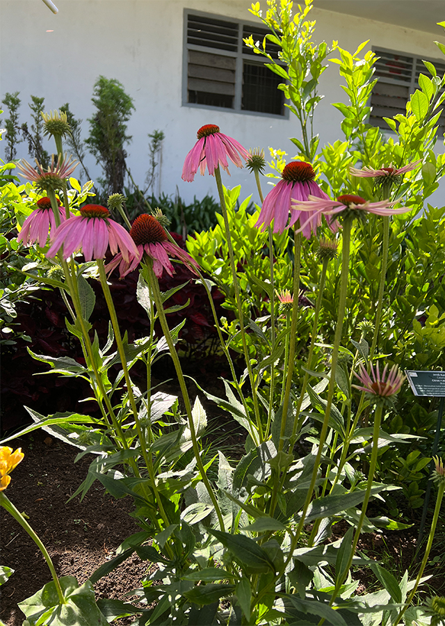 Kandungan Purple Coneflower