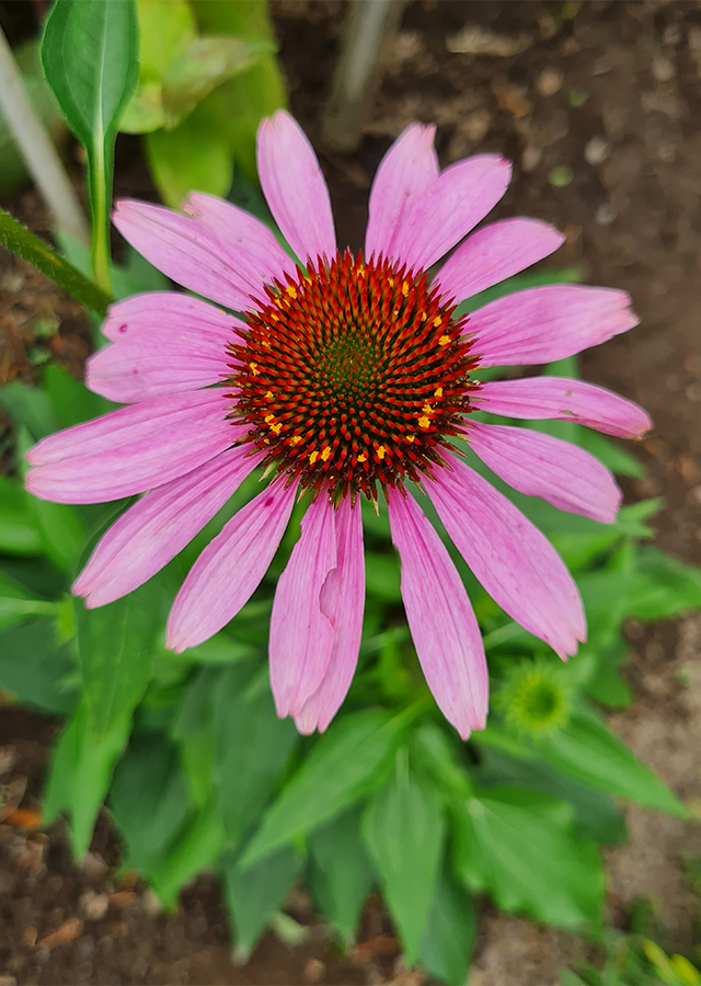 Ramuan Purple Coneflower