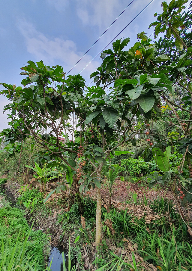 Kandungan Putat Sungai