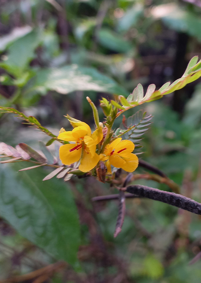 Kandungan Putri Malu Kuning