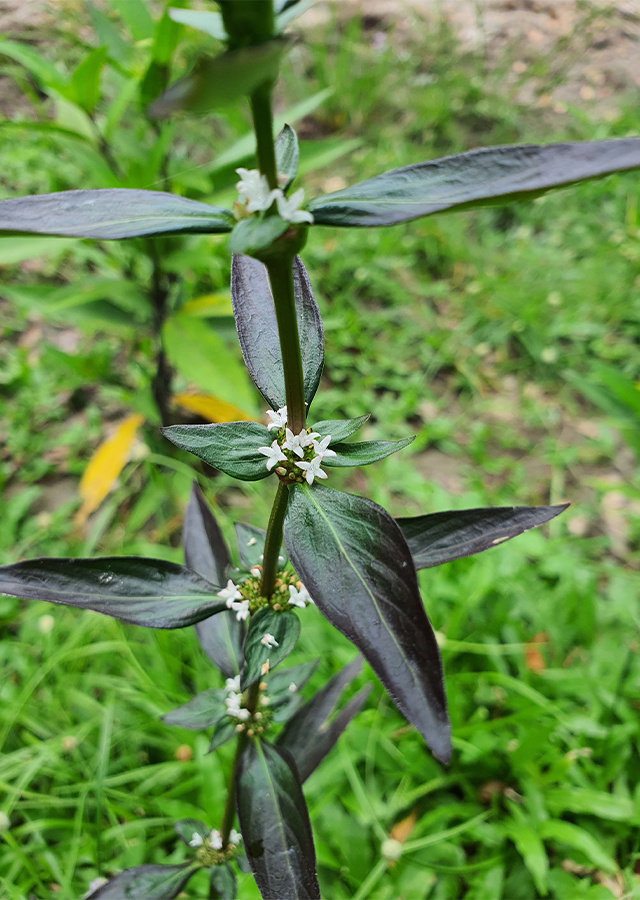 Kandungan Remek Watu