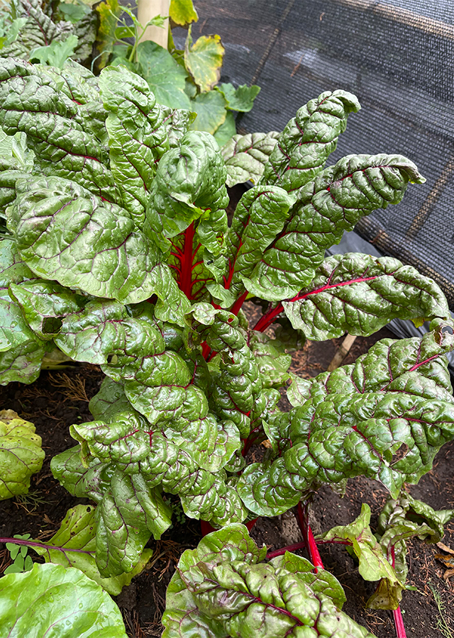 Ramuan Rhubarb Chard Swiss