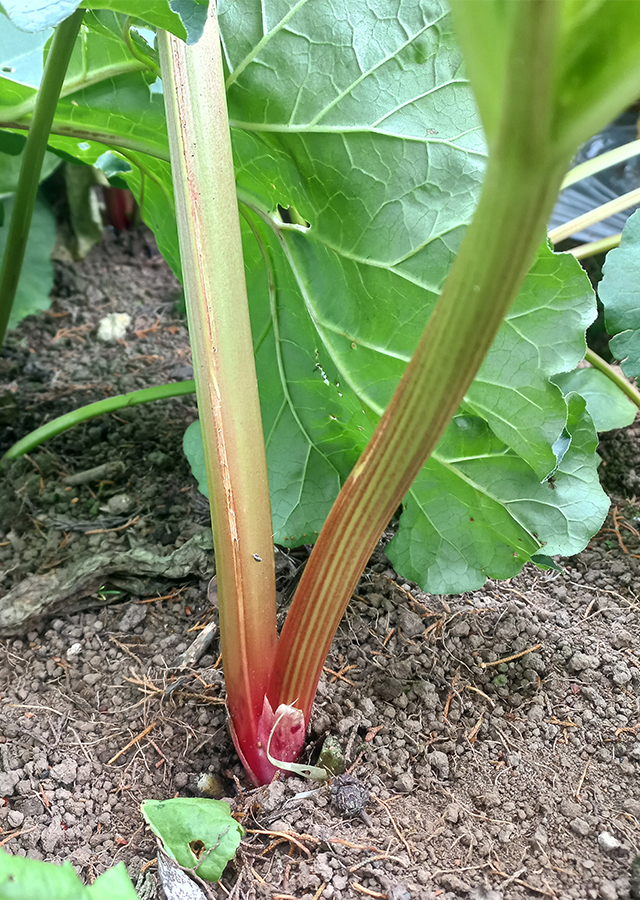 Ramuan Rhubarb