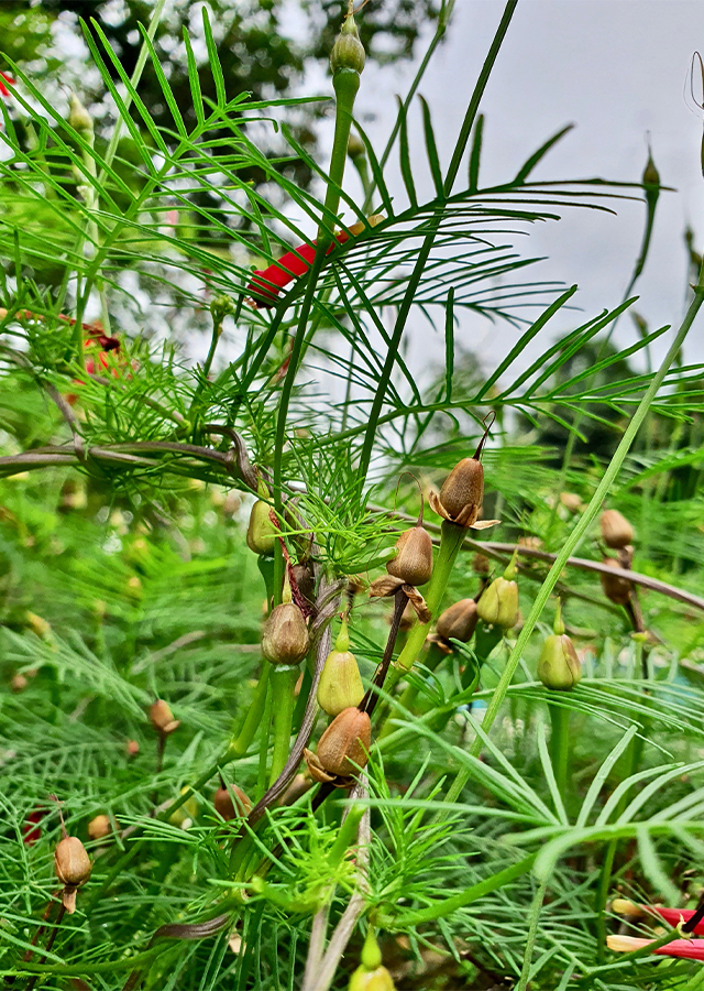 Kandungan Rincik Bumi