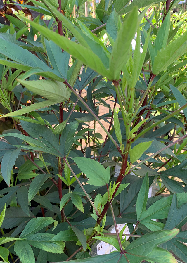 Ramuan Rosela