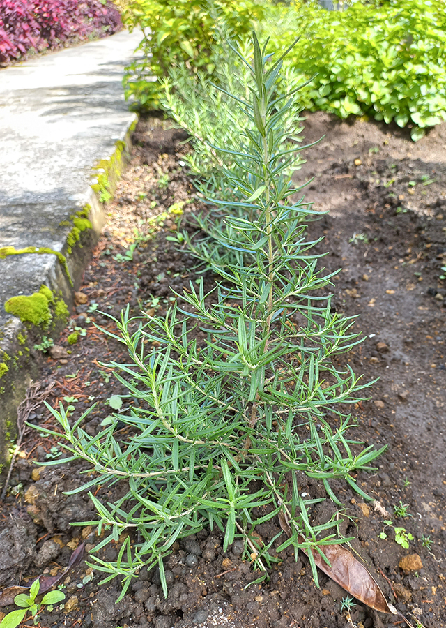 Kandungan Rosemary