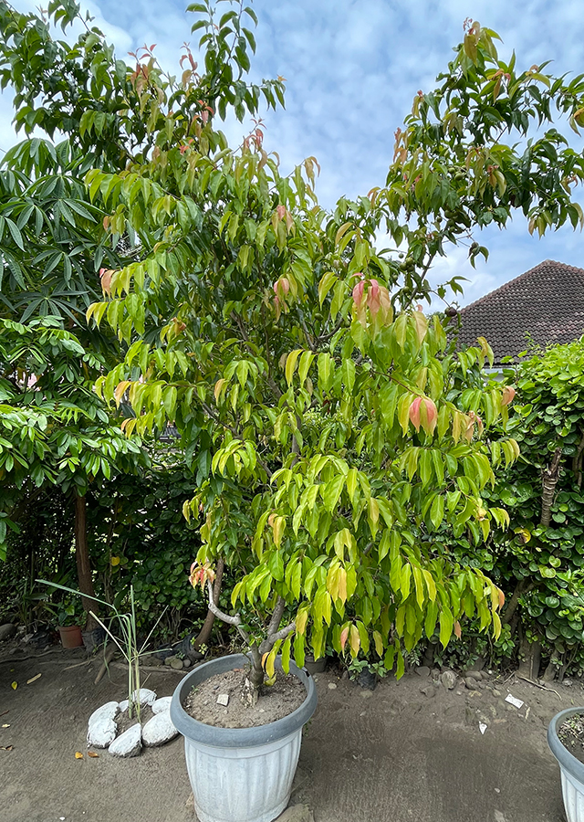 Ramuan Rukam Manis