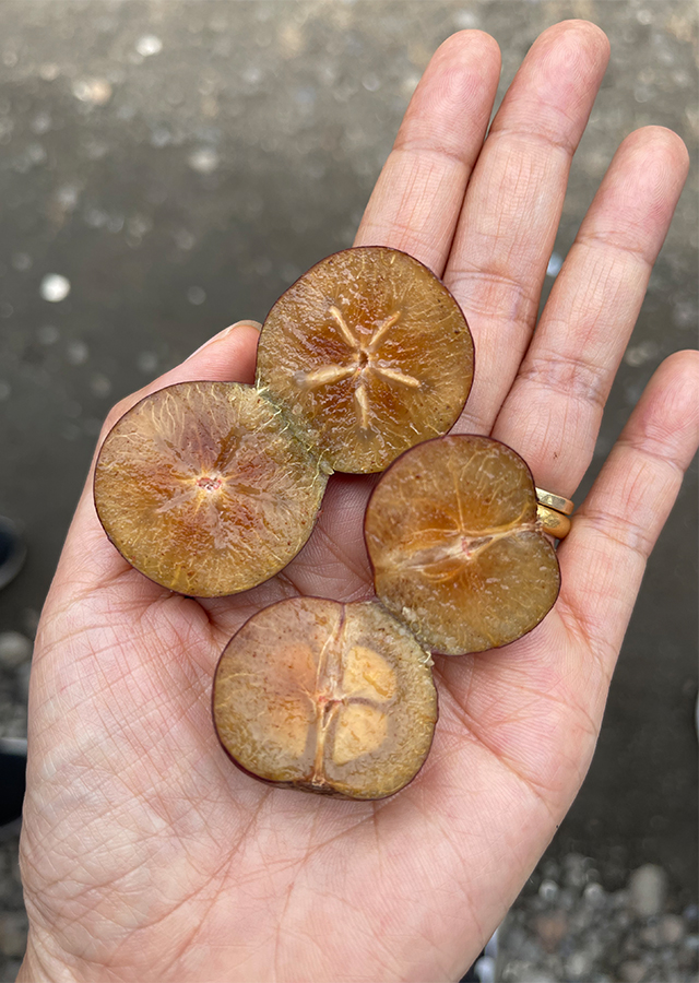 Kandungan Rukam Manis
