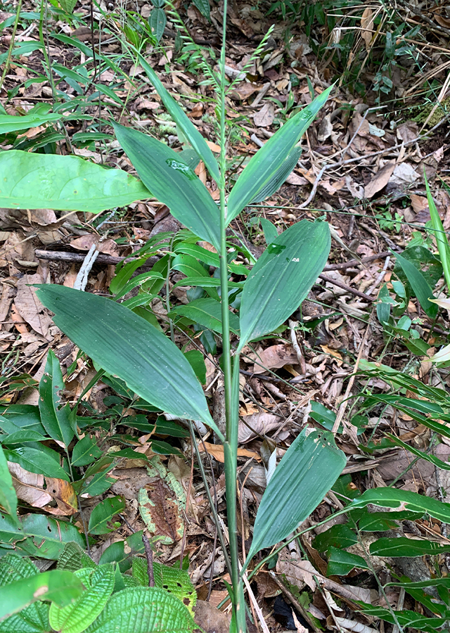 Kandungan Rumput Bambu