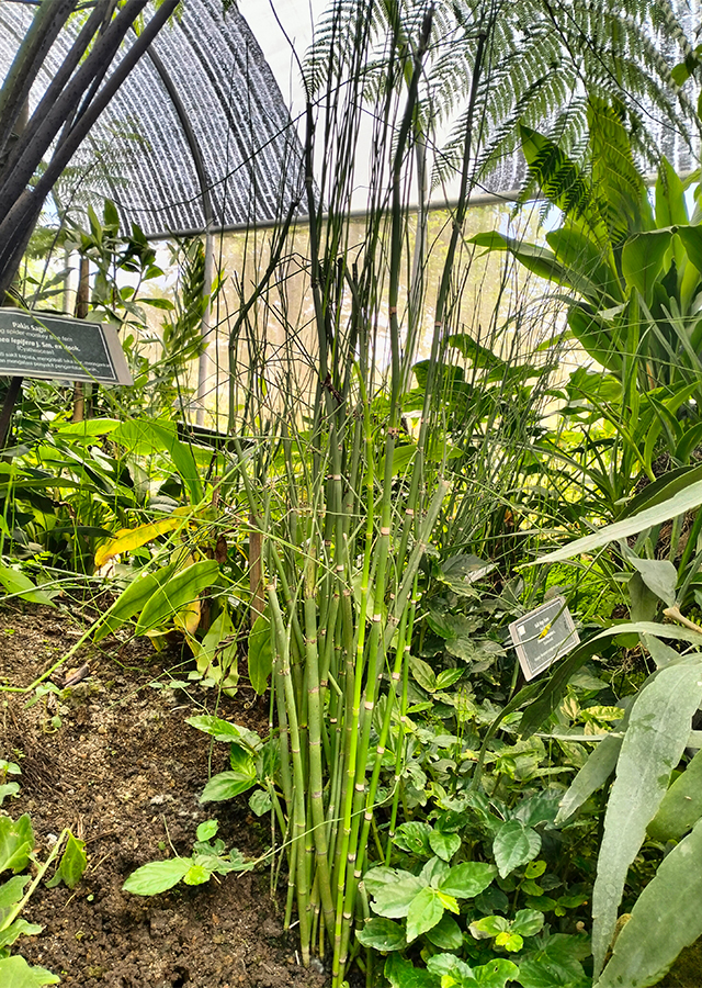 Kandungan Rumput Bolong