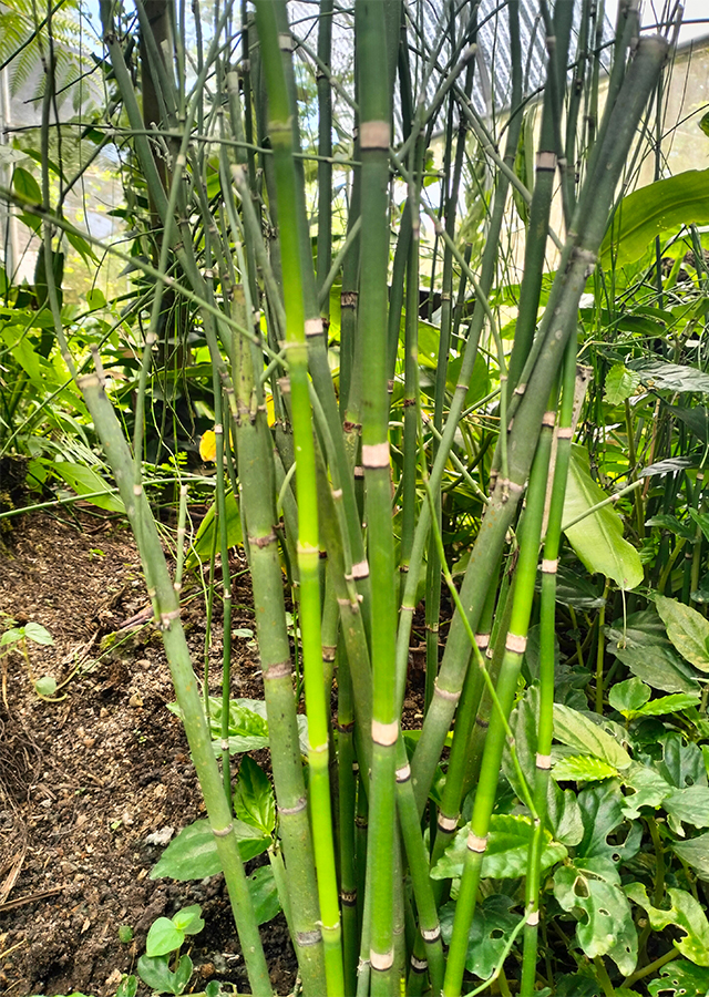 Ramuan Rumput Bolong