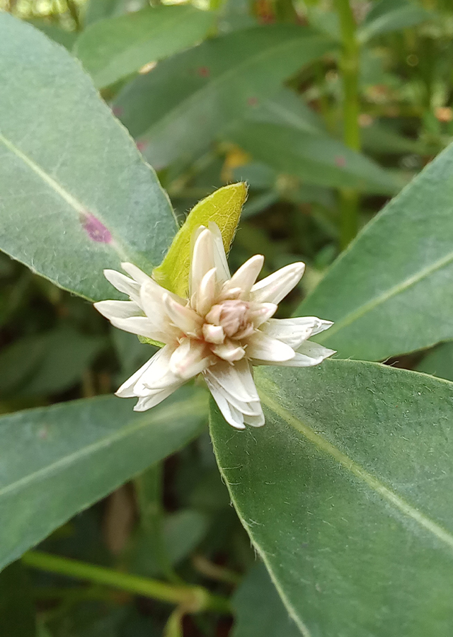 Kandungan Rumput Buaya