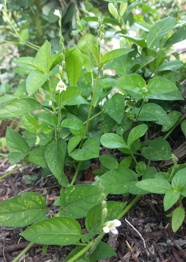 Kandungan Rumput Israel
