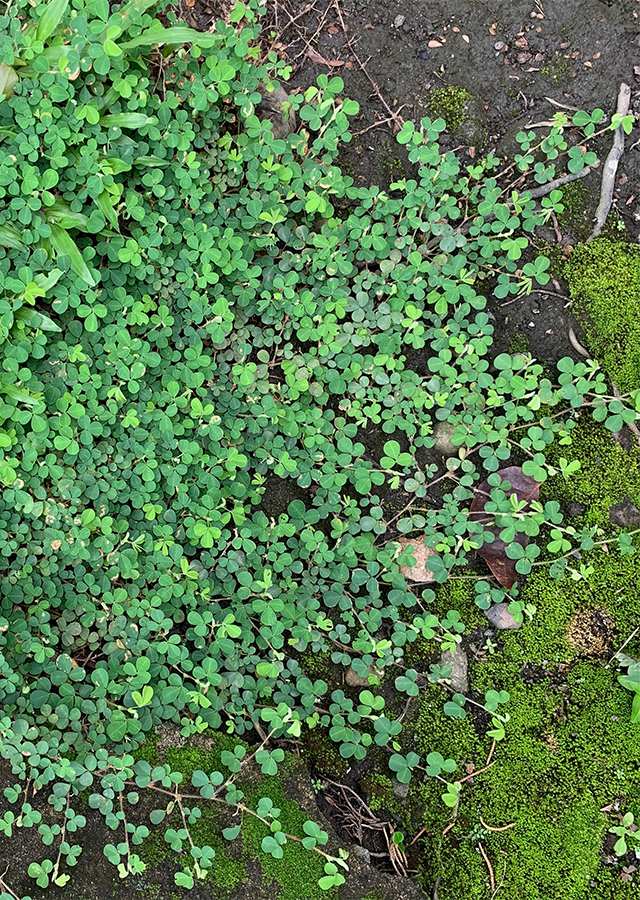 Kandungan Rumput Jarem