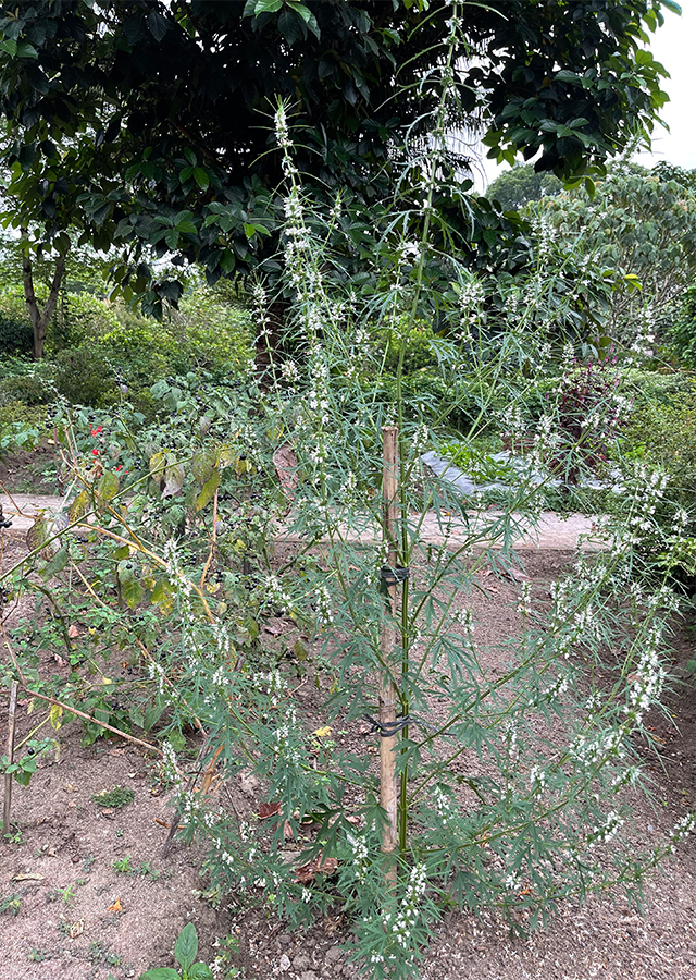 Kandungan Rumput Madu