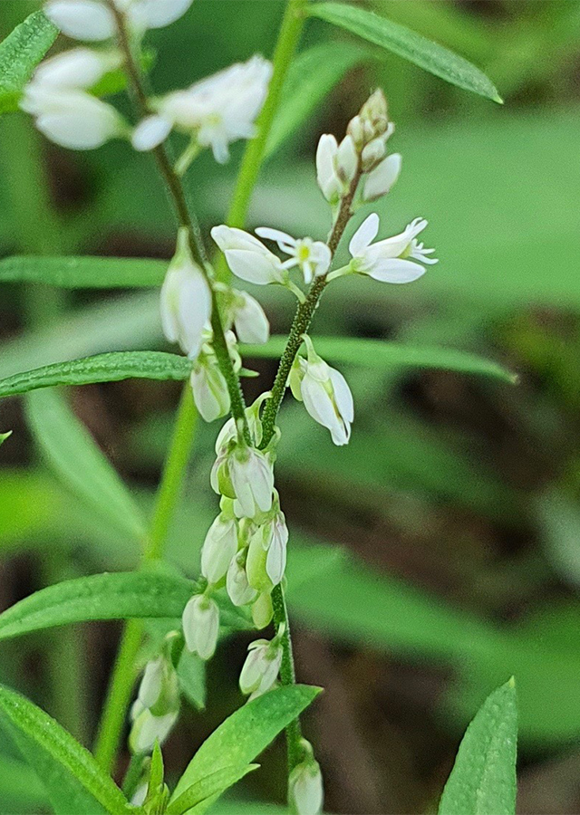 Ramuan Rumput Remason