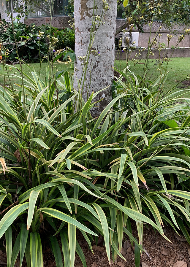 Ramuan Rumput Siak-Siak