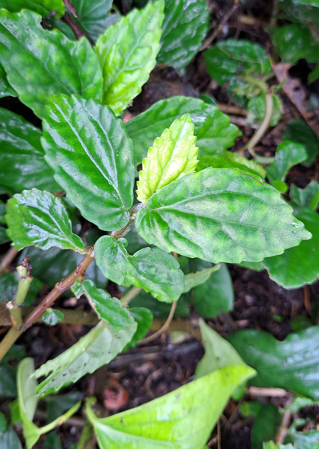 Kandungan Rumput Sisik Naga