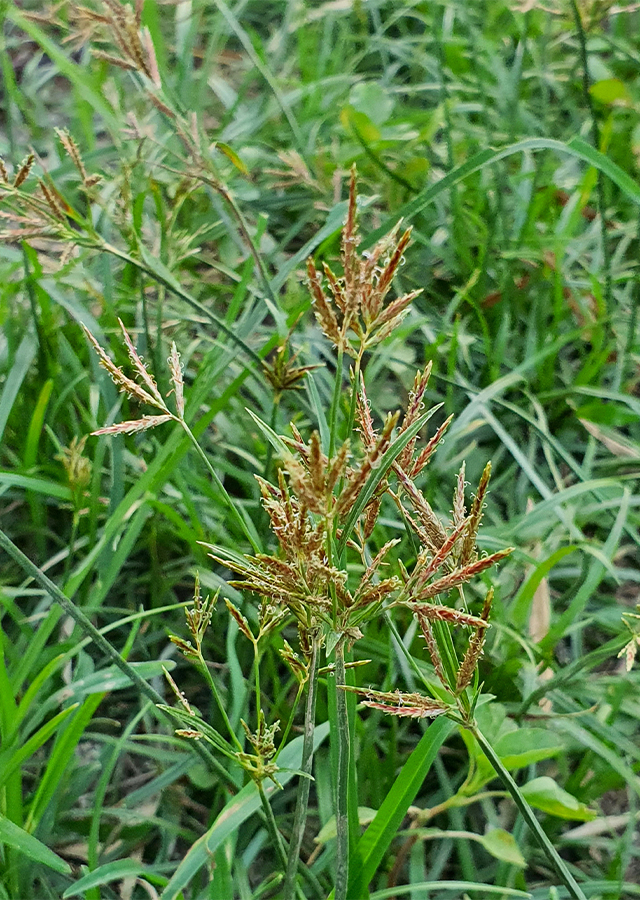Ramuan Rumput Teki