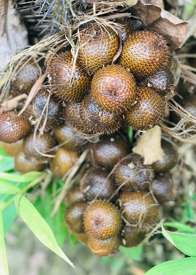 Ramuan Salak