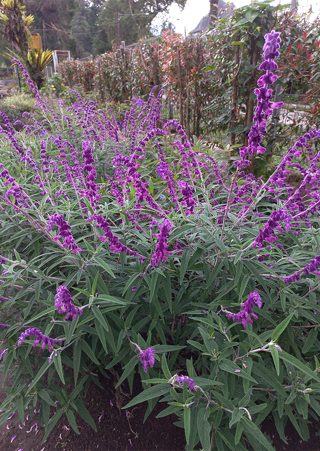 Kandungan Salvia Ungu