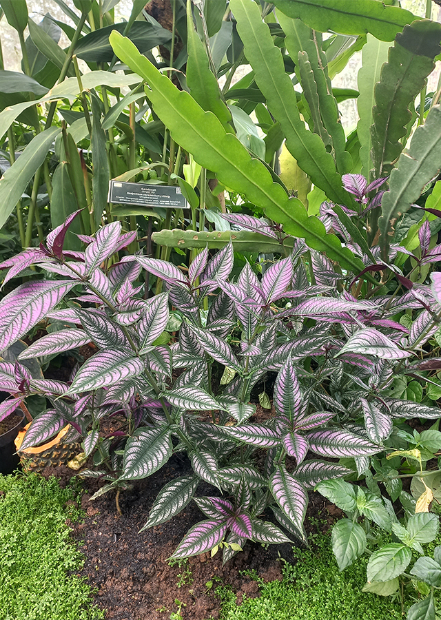 Kandungan Sambar Lilin