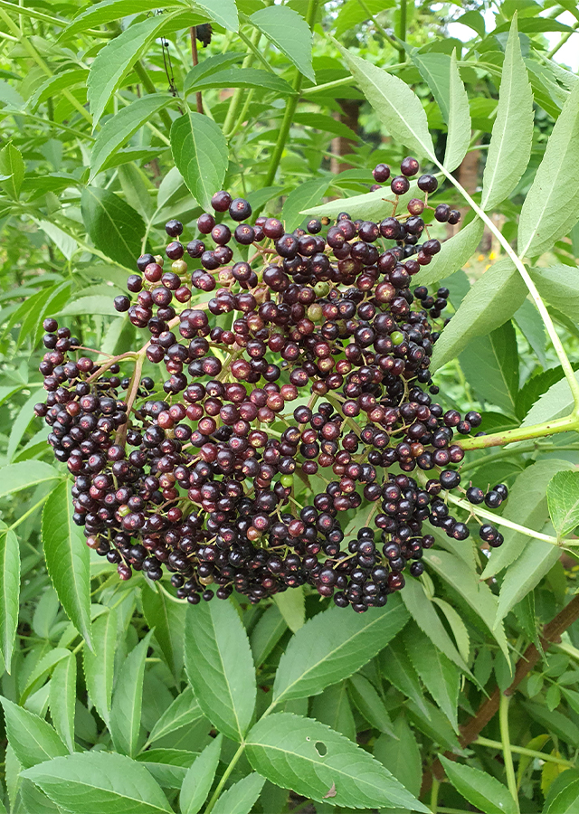 Kandungan Sangitan