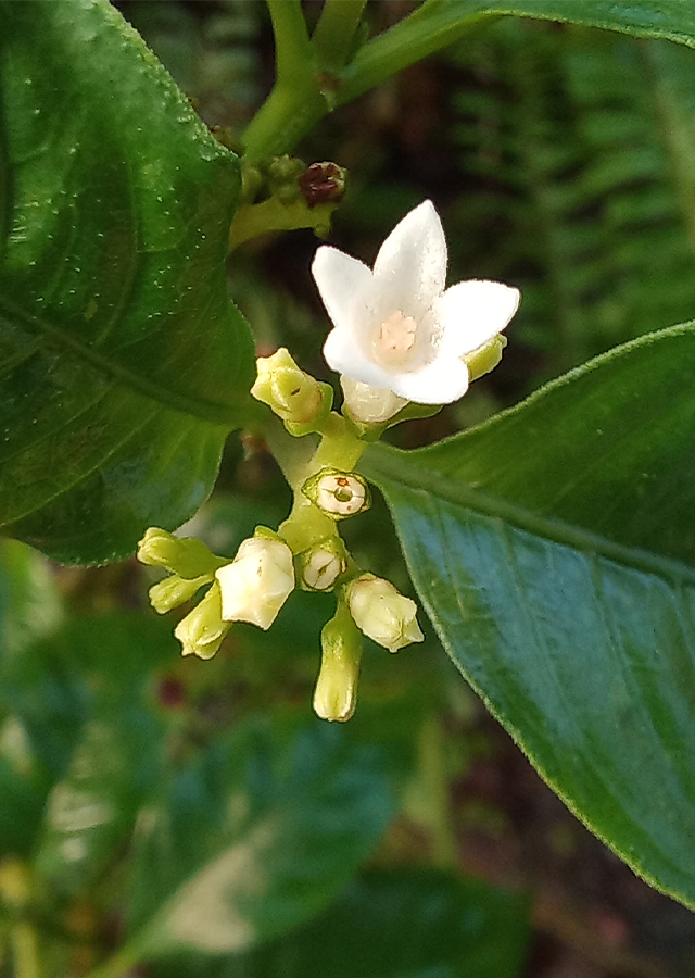 Kandungan Sarhati
