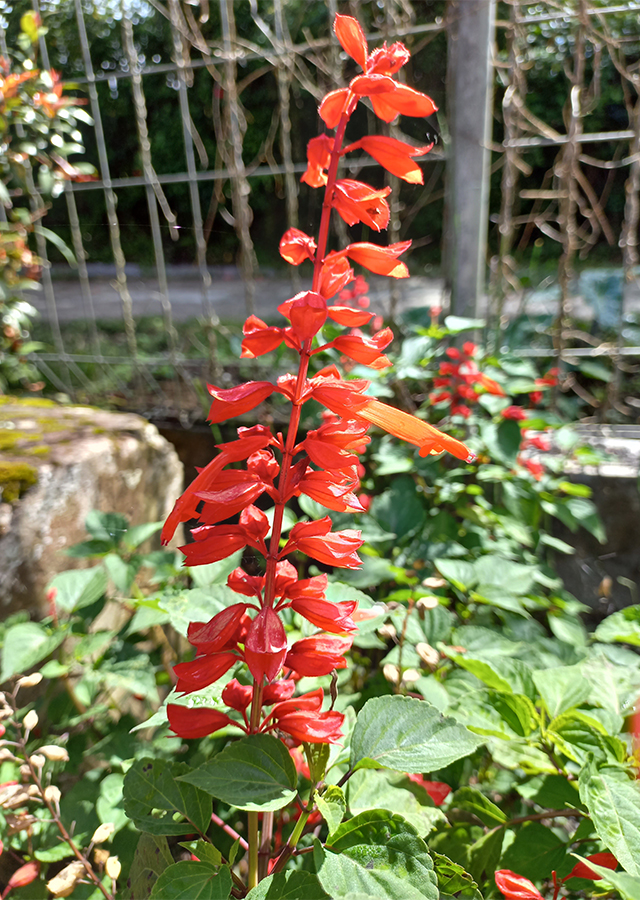 Kandungan Scarlet Sage