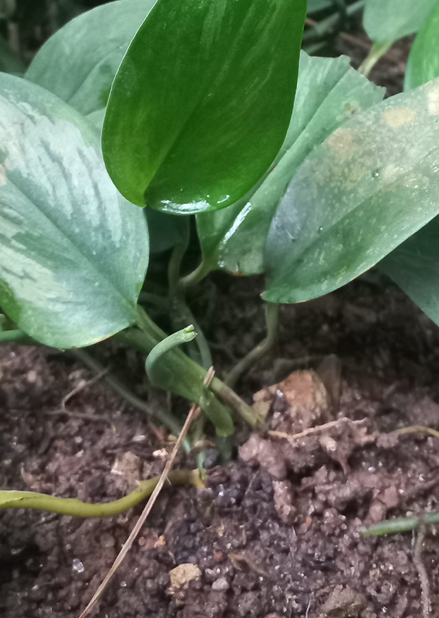 Ramuan Scindapsus officinalis