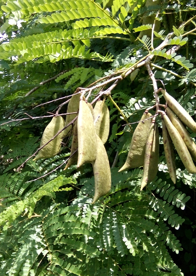 Kandungan Secang